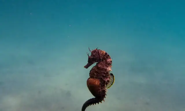Un magnifico cavalluccio marino marrone, con la coda arricciata, nuota in acque azzurre e limpide.