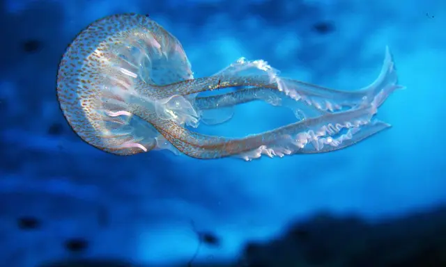 Medusa con macchie marroni, un esempio per la classificazione delle meduse.