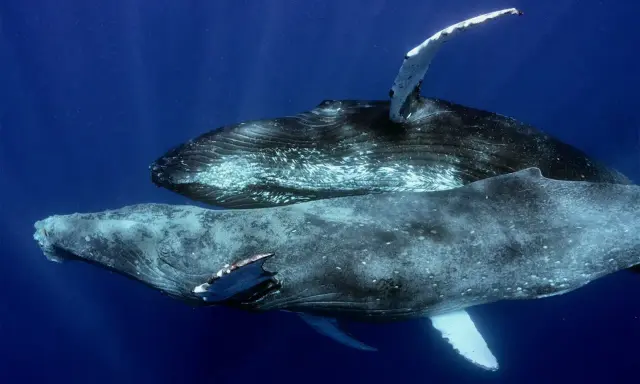 Due megattere nuotano in acque blu profonde. Queste maestose creature marine, le megattere, sono note per le loro lunghe pinne pettorali.