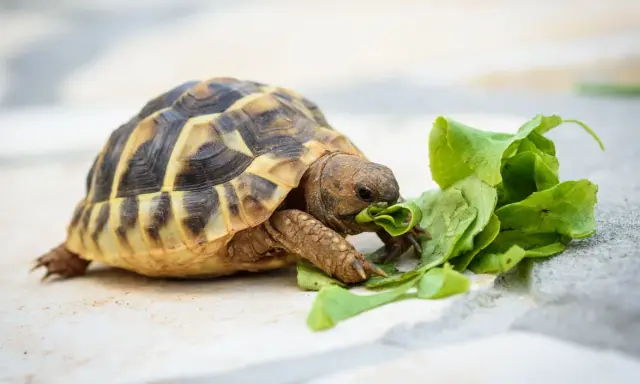 Tartaruga terrestre, nonostante il nome "tartaruga carnivora" sia un ossimoro, mangia foglie verdi.