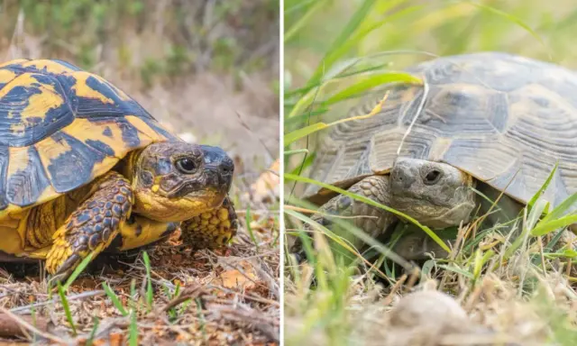 Testuggine con carapace giallo e nero e tartaruga in erba, illustrano la differenza tra testuggine e tartaruga.