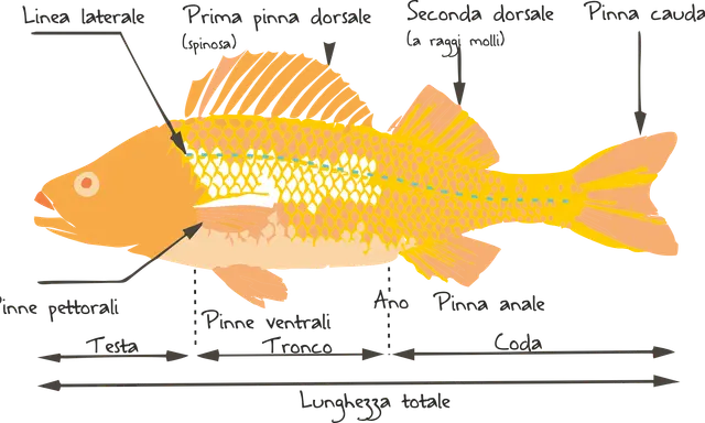 Illustrazione delle caratteristiche dei pesci: linea laterale, pinne dorsali, pettorali, ventrali, anale e caudale, con indicazione di testa, tronco e coda.