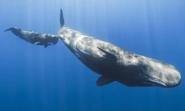 Due capodogli nuotano in acque blu. Questi giganti marini si nutrono principalmente di calamari, cacciati nelle profondità oceaniche.