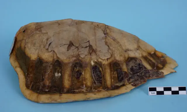 Carapace di tartaruga marina, con squame visibili e segni di usura. Un righello indica la scala di 1 cm.