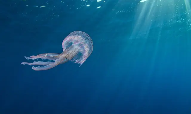 Una medusa maculata fluttua nelle acque blu, un esempio di dove vivono le meduse, illuminate dai raggi solari che filtrano dall'alto.