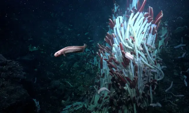 Un pesce pallido nuota vicino a un groviglio di tubi bianchi e rossi. Questo strano ecosistema vive nelle profondità marine, un mondo oscuro e misterioso.