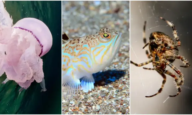 Medusa rosa, pesce colorato e ragno. Nessuna medusa arancione qui, ma un trio di creature affascinanti.