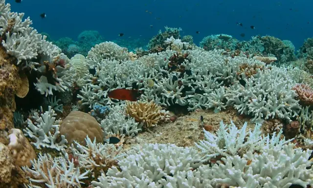 Barriera corallina sbiancata, un triste spettacolo di "prima e dopo" che mostra la fragilità dell'ecosistema marino.