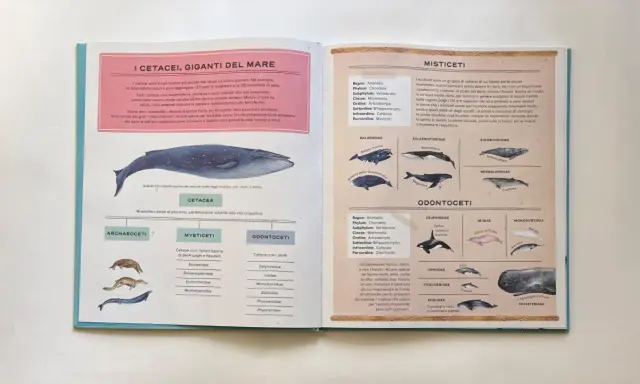 I misticeti, come la balena franca, si riproducono in mare. Hanno fanoni al posto dei denti per filtrare il cibo.
