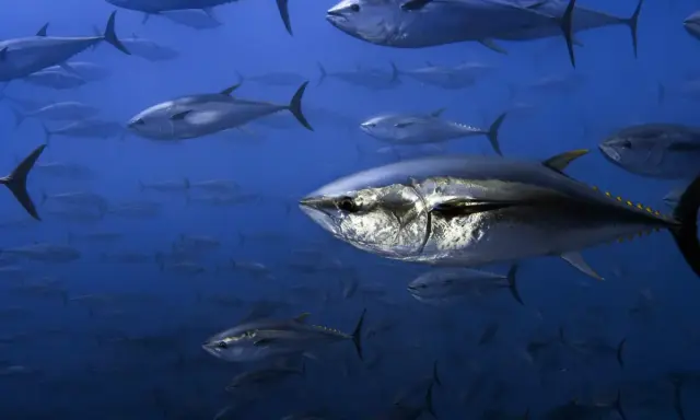 Un banco di tonni nuota nell'oceano blu. Questi predatori veloci cacciano pesci più piccoli, crostacei e molluschi, mostrando cosa mangia il tonno.