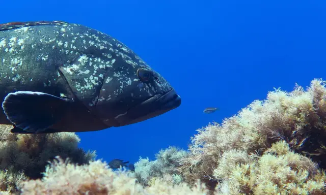 Un grande pesce cernia maculato nuota tra alghe e piccoli pesci. Diversi tipi di cernia popolano i fondali marini.