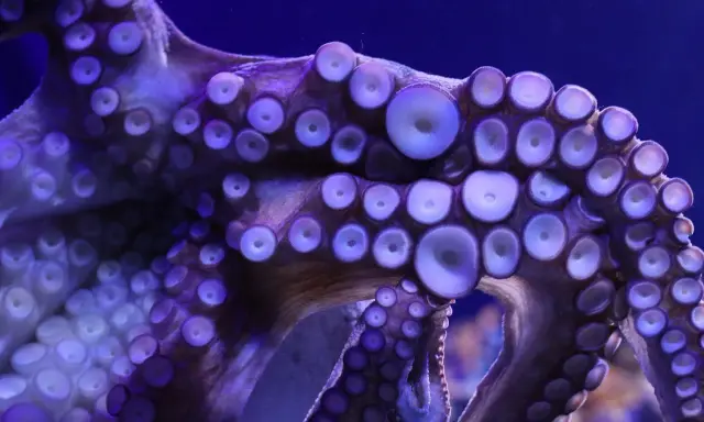 Tentacoli viola di un polipo con ventose luminose. La bocca del polipo è nascosta tra le sue braccia.