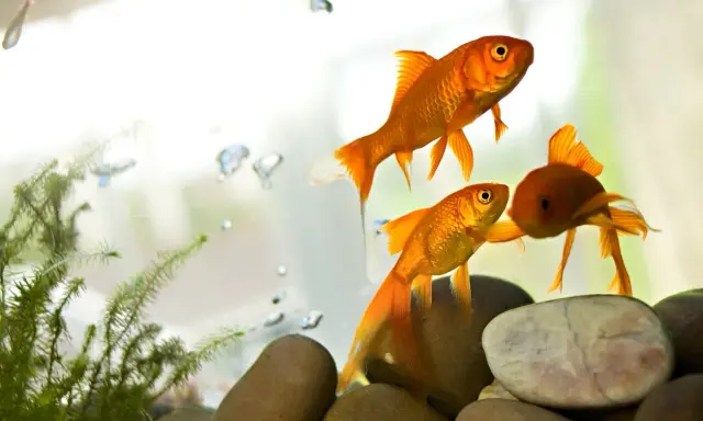 Tre pesci rossi nuotano in un acquario, con bollicine e piante acquatiche. Sembrano pesci appena nati, pronti a esplorare il loro mondo.