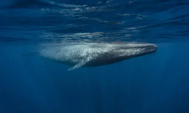 A blue whale swims underwater, its body illuminated by sunlight filtering through the ocean's surface.