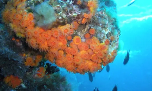 Un fondale marino vibrante con coralli arancioni e meduse, circondato da pesci che nuotano nell'acqua blu.