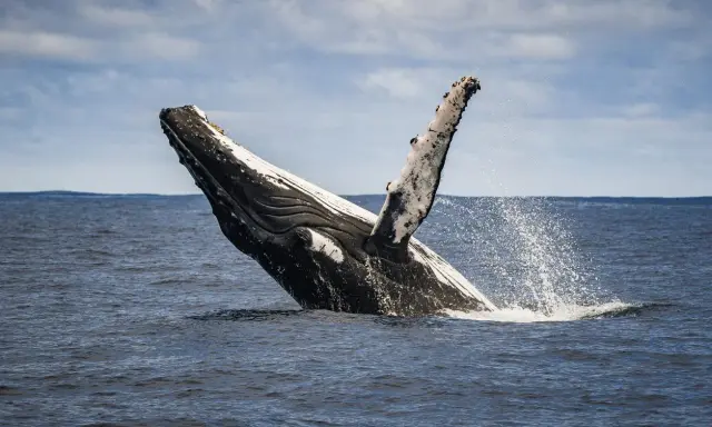 Una balena megattera emerge dall'acqua, con la pinna pettorale alzata e spruzzi d'acqua.