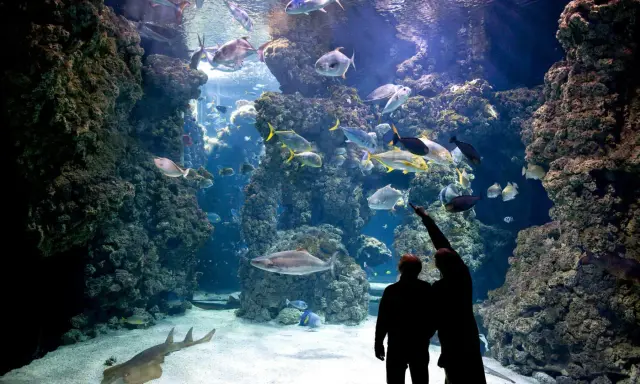 Coppia ammira un maestoso acquario monaco, pieno di pesci colorati e coralli.