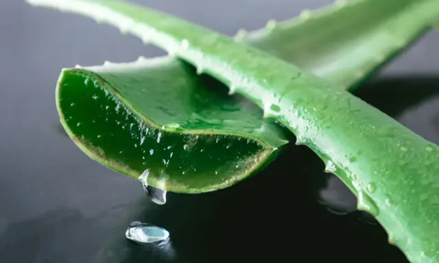 Gel di aloe vera che gocciola da una foglia tagliata, ideale per l'irritazione della pelle.