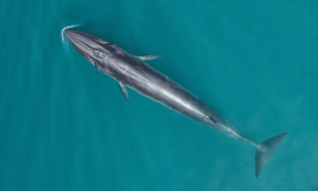 Una maestosa balena mammifero nuota nelle acque turchesi, la sua lunga sagoma scivola silenziosamente sotto la superficie.