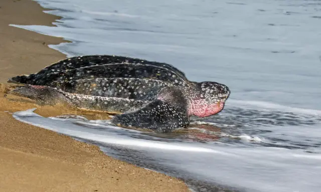 Tartaruga liuto, la tartaruga più grande del mondo, emerge dall'acqua sulla sabbia.