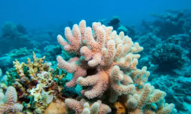 Coralli rosa e gialli in una barriera corallina, perfetta per una ricerca scolastica di scuola media.