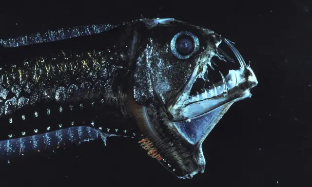 Un terrificante pesce di profondità mediterraneo con denti aguzzi e occhi luminosi, un predatore delle oscure acque abissali.