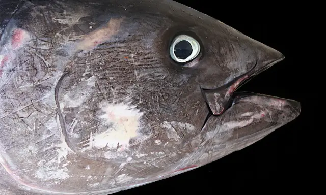Primo piano di un tonno, un pesce che vive negli oceani, con la bocca aperta e l'occhio visibile.