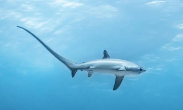 Squalo volpino con la sua lunga coda, un pesce che nuota nelle acque azzurre.