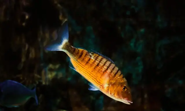 Pesce striato arancione, uno dei tanti essbar fische mittelmeer, nuota in acque scure.