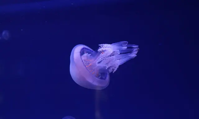 Meduse del Mediterraneo fluttuano nell'oscurità blu, con tentacoli trasparenti e un corpo bioluminescente.