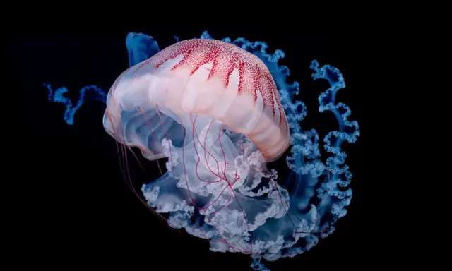 Una medusa rosa e bianca con macchie rosse, circondata da tentacoli blu luminosi. Le meduse si mangiano, ma questa è troppo bella per essere mangiata.