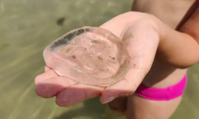 Una mano tiene una medusa trasparente e gelatinosa, quasi senza tentacoli visibili, con piccole particelle di sabbia al suo interno.