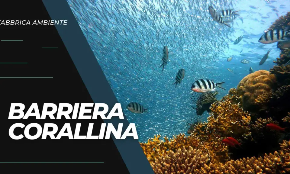 Una barriera corallina vibrante, piena di pesci, minacciata dall'inquinamento.