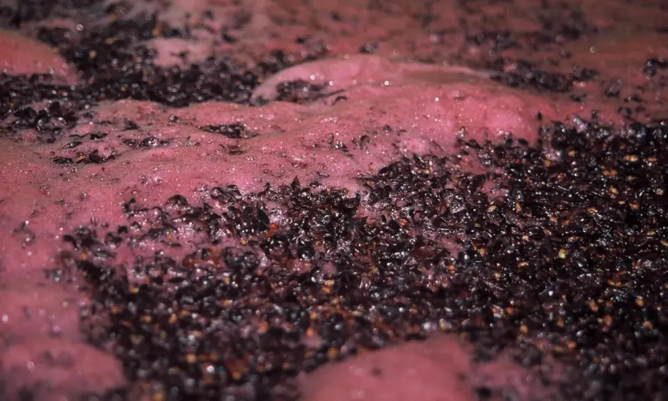 Schiuma rosata e vinacce scure in fermentazione. La durata della fermentazione del vino rosso varia, ma questo processo è fondamentale.