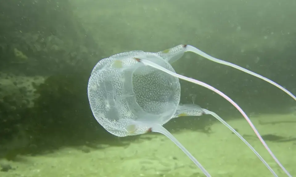 Un velum meduse trasparente, con puntini bianchi, fluttua nell'acqua verde, mostrando i suoi lunghi tentacoli rosa.
