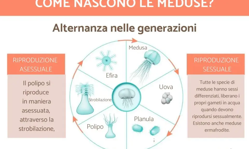 Ciclo vitale delle meduse: da polipo a medusa adulta, passando per stadi come efira, planula e uova. La riproduzione sessuale e asessuata si alternano.
