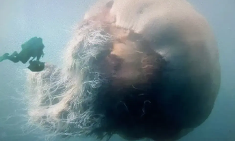 Un subacqueo osserva la medusa più grande del mondo, un gigante pelagico con tentacoli lunghissimi che si estendono nell'oceano.