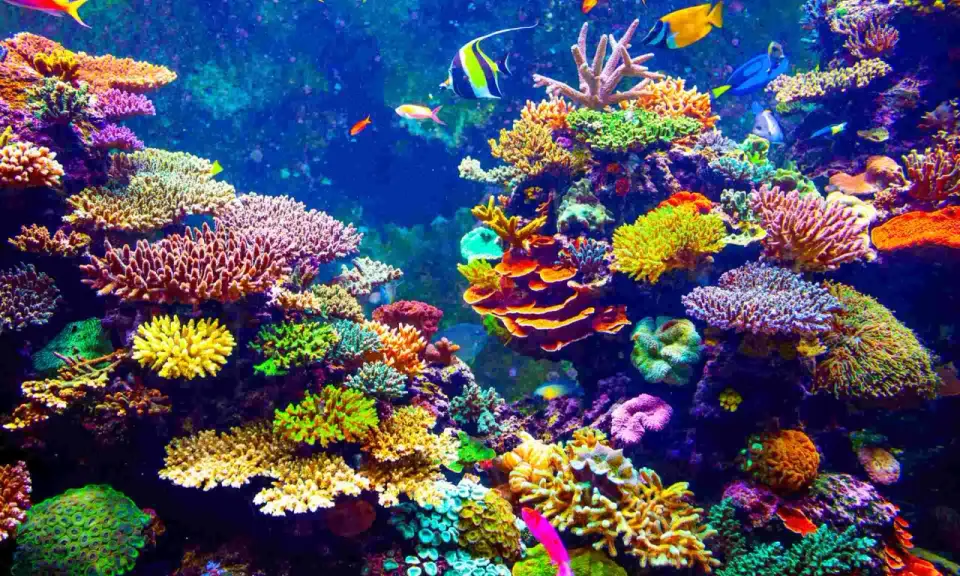Un vibrante ecosistema sottomarino, con una moltitudine di pesci colorati che nuotano tra i **coralli** dalle forme e sfumature più disparate.