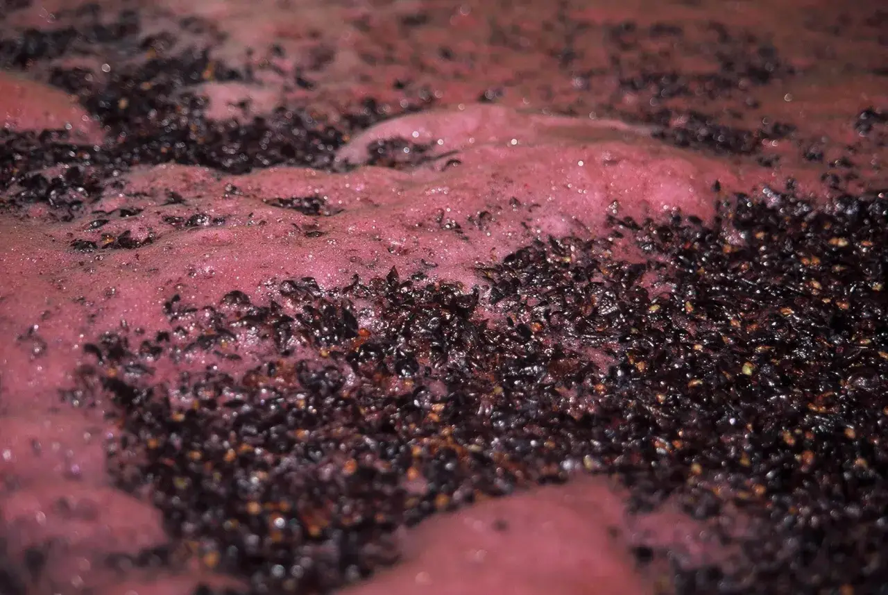 Schiuma rosata e vinacce scure in fermentazione. La durata della fermentazione del vino rosso varia, ma questo processo è fondamentale.