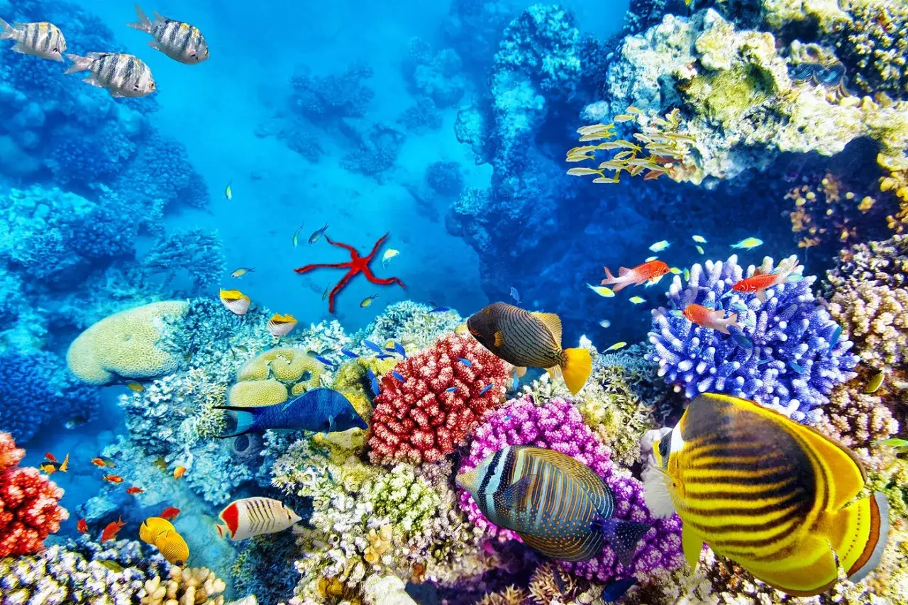 Un vibrante ecosistema sottomarino con numerosi animali barriera corallina, pesci colorati e una stella marina rossa.