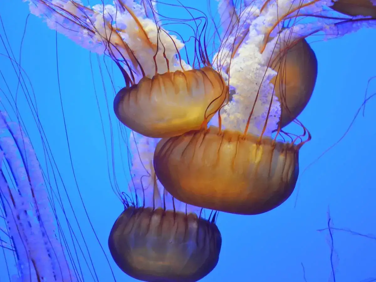 Un gruppo di meduse strane, con ombrelli dorati e tentacoli viola, fluttua in un blu profondo.