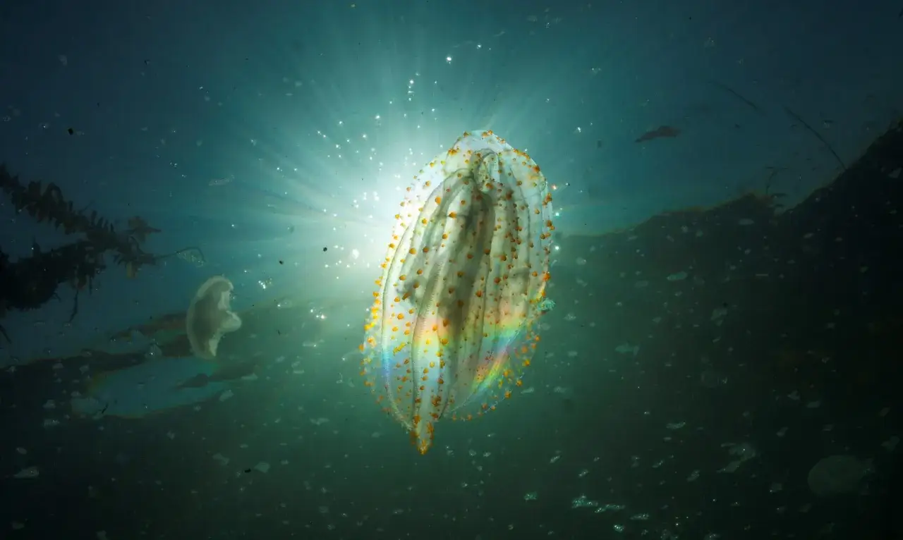 Medusa iridescente con puntini arancioni, un esempio di classificazione marina. Un'altra medusa pi&ugrave; piccola fluttua sullo sfondo.