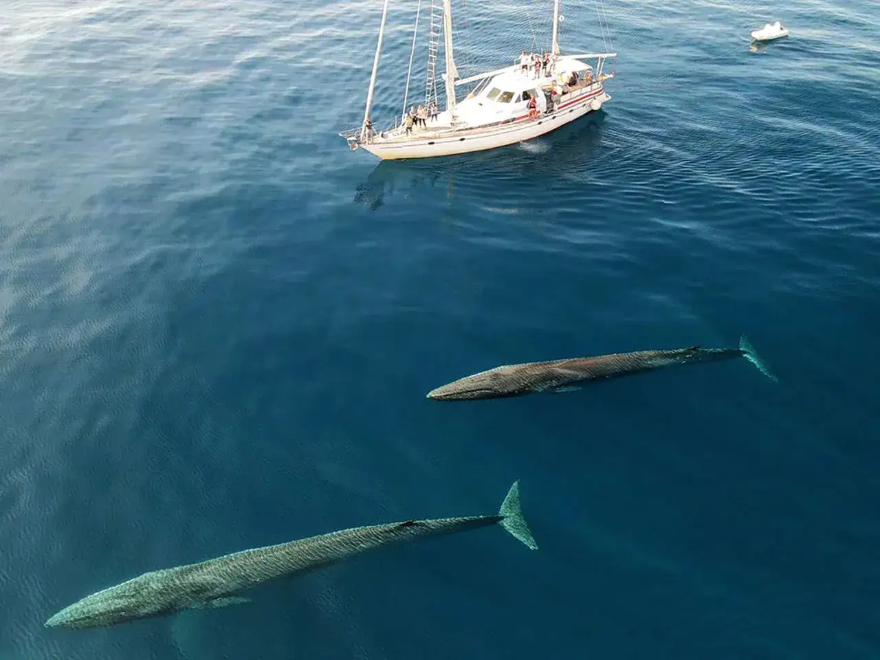 Due balene nuotano vicino a una barca a vela, mostrando dove si trovano le balene in questo scenario mozzafiato.