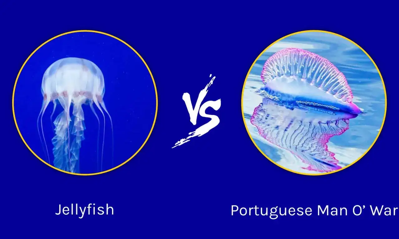 Confronto tra medusa e caravella portoghese, creature marine che si trovano anche in Australia.