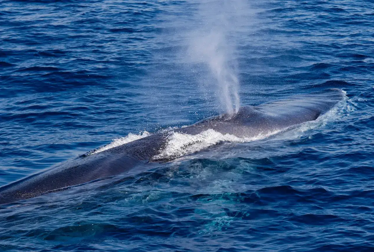 La balena comune emerge dalle acque blu, espirando un soffio d'acqua.