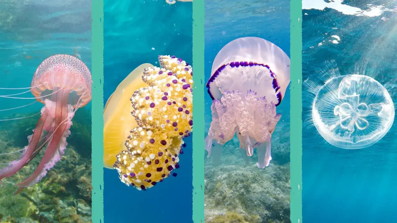 Quattro meduse, una rosa, una gialla maculata, una viola e una trasparente, fluttuano in un mare azzurro. Una medusa gigantesca appare in primo piano.
