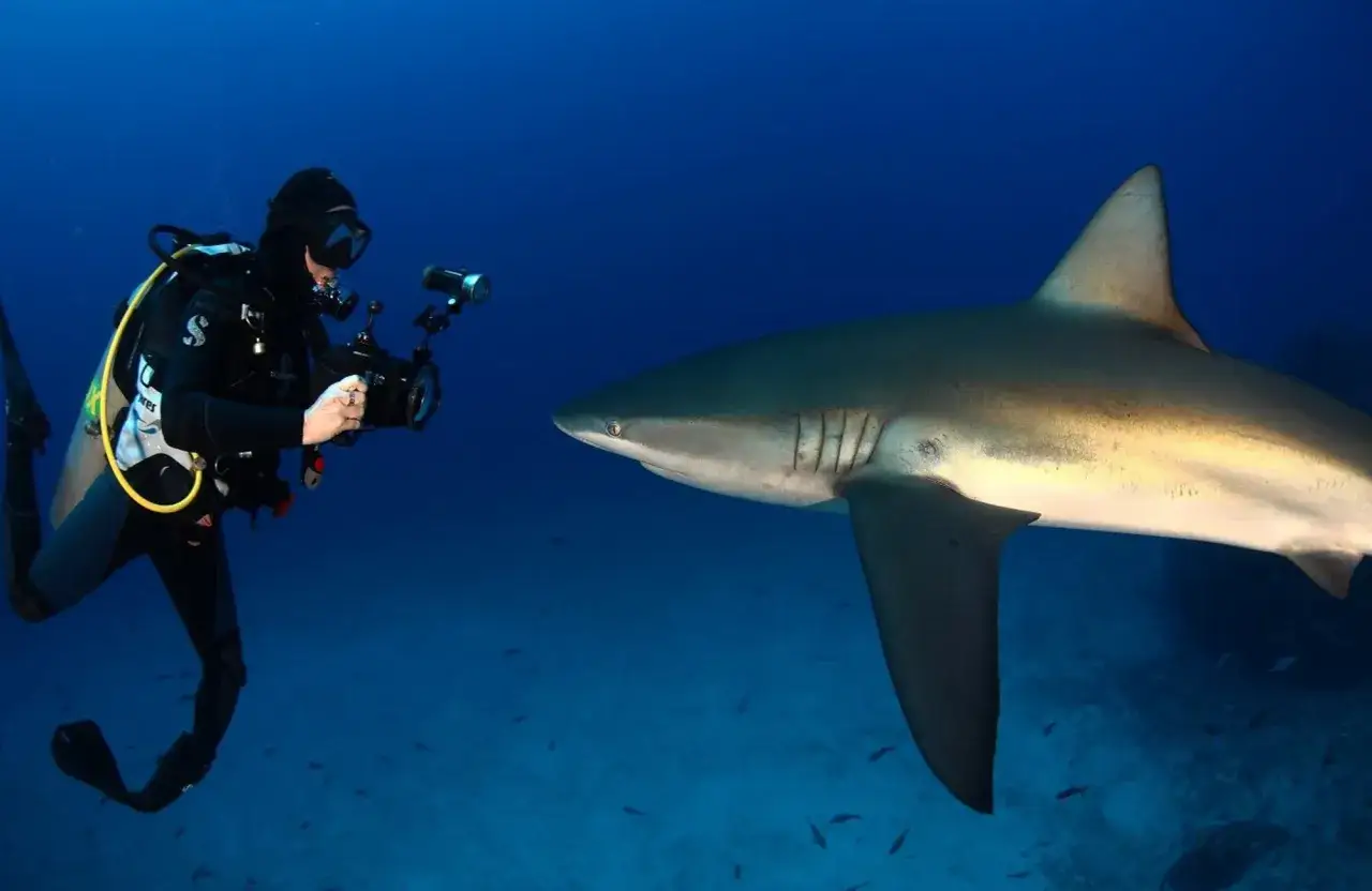 Un subacqueo filma da vicino uno squalo, un incontro ravvicinato con questi squali spaventosi nel profondo blu.