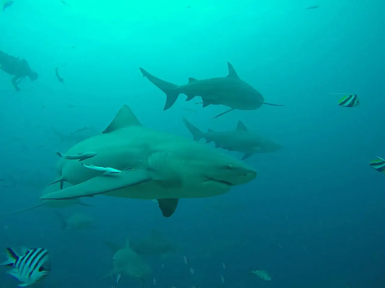 Un gruppo di squali, tra cui alcuni squali non pericolosi, nuota pacificamente nell'oceano blu. Un subacqueo osserva da lontano.