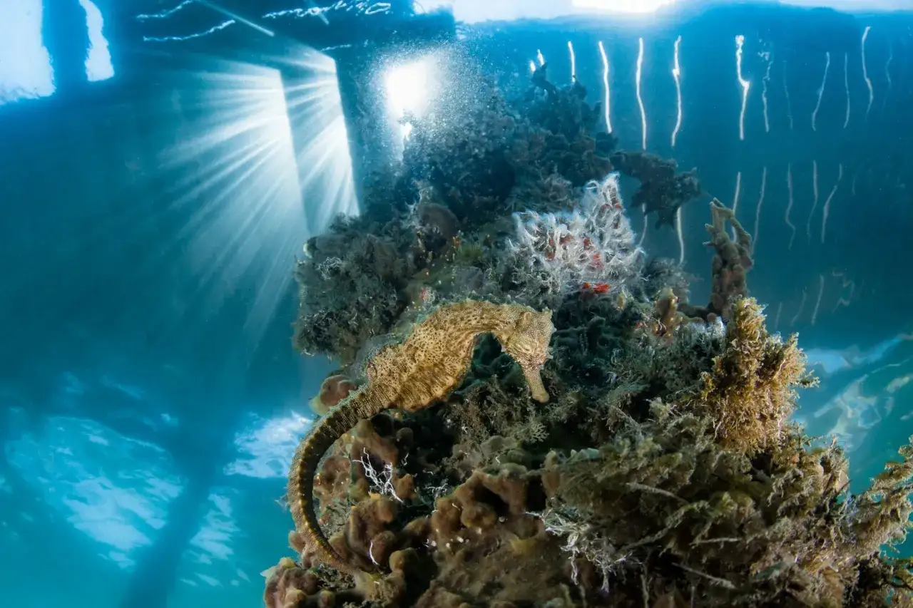 Cavalluccio marino su corallo, un ecosistema fragile minacciato dall'acidificazione degli oceani.
