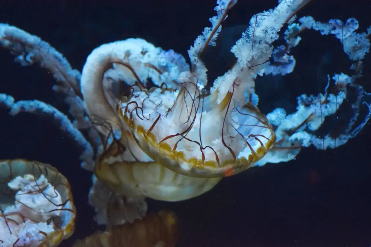 Meduse trasparenti con tentacoli marroni fluttuano nell'acqua, indifferenti se sia calda o fredda.
